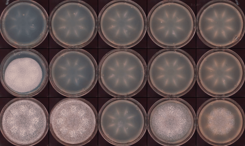 image 3.gif
