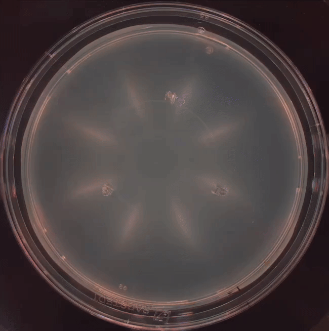 image 2.gif