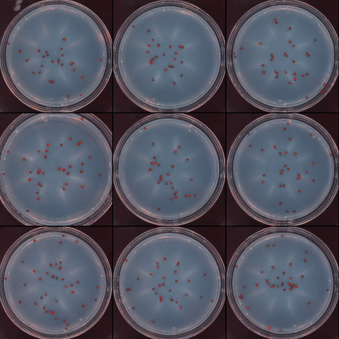 RIS1_0_TL_10_preset-ezgif.com-crop.gif